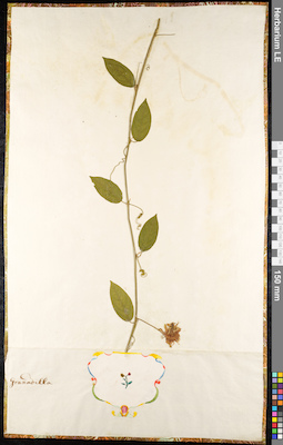 LE 01091324