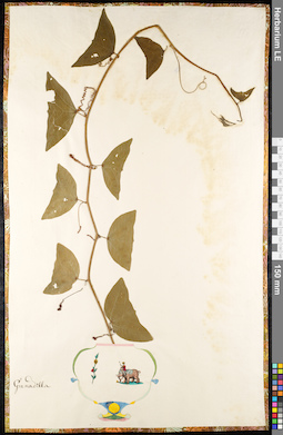 LE 01091325
