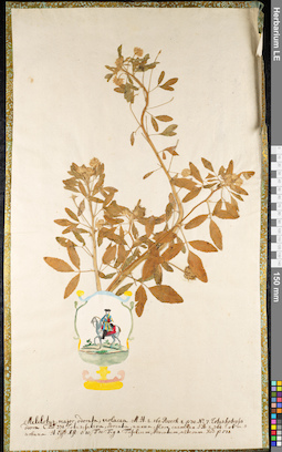 LE 01091335