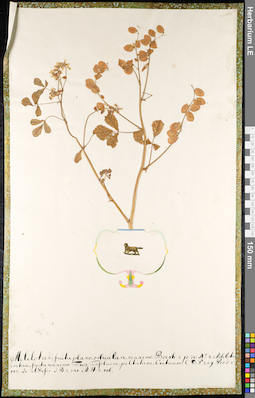 LE 01091338