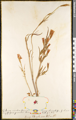 LE 01091757