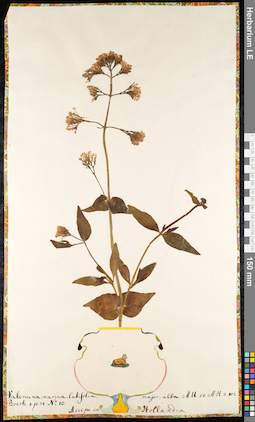 LE 01091762