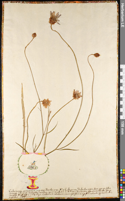 LE 01091809