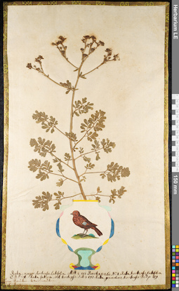LE 01091815