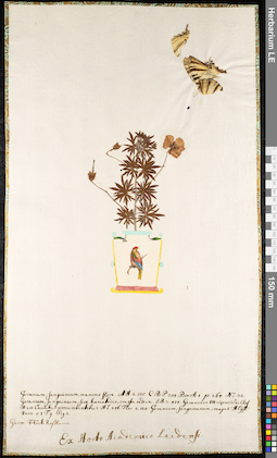 LE 01091825