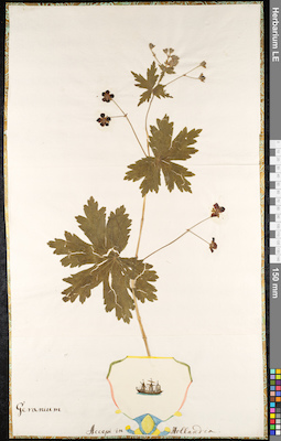LE 01091833