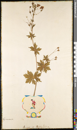 LE 01091834