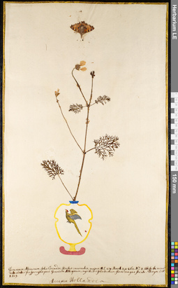LE 01091835