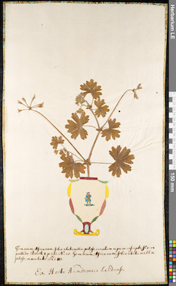 LE 01091845