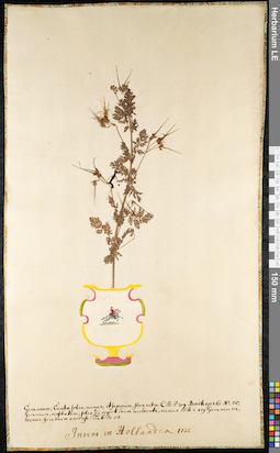 LE 01091847