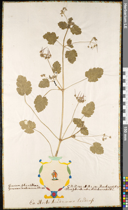 LE 01091851