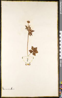 LE 01091874