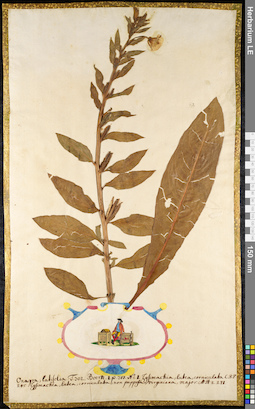 LE 01091886