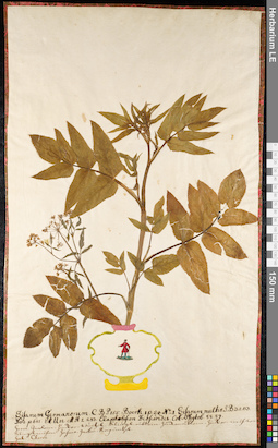 LE 01092084