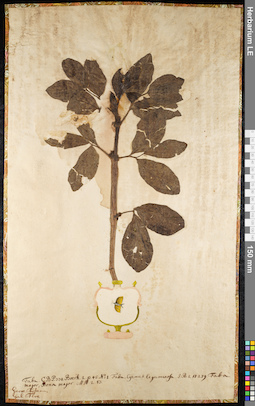 LE 01092106