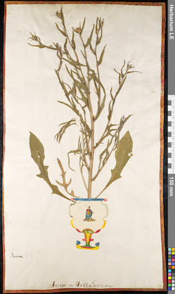 LE 01092136