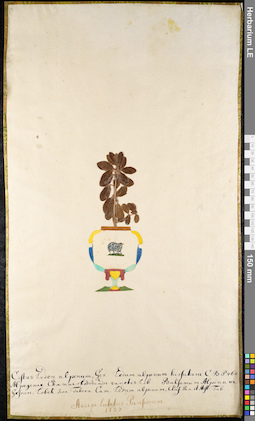 LE 01092181