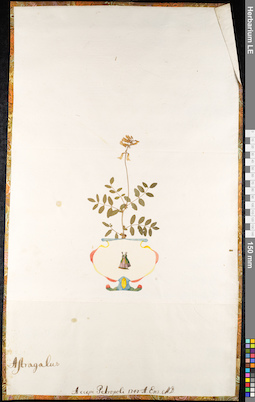 LE 01092206