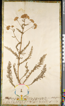 LE 01092225