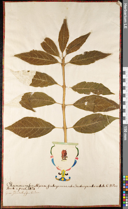 LE 01092381