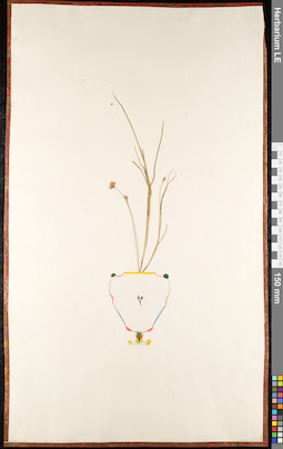 LE 01092387