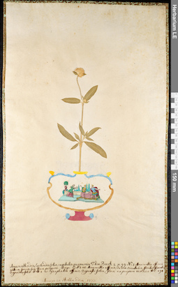 LE 01092426