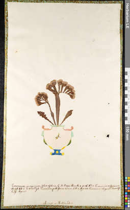 LE 01092446
