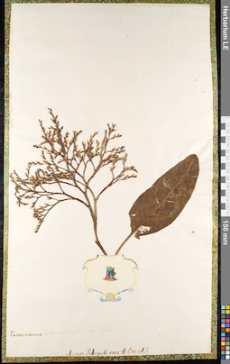 LE 01092451