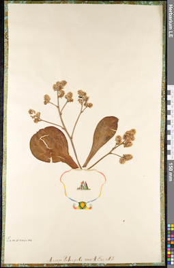 LE 01092452