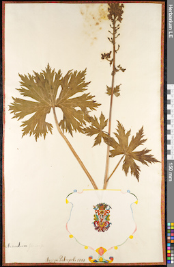 LE 01092531