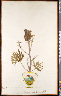 LE 01092534
