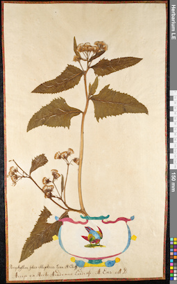LE 01091133