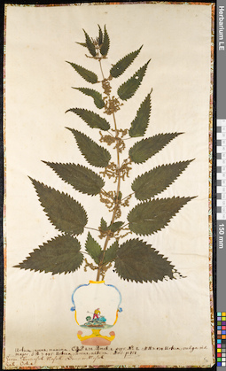 LE 01091147
