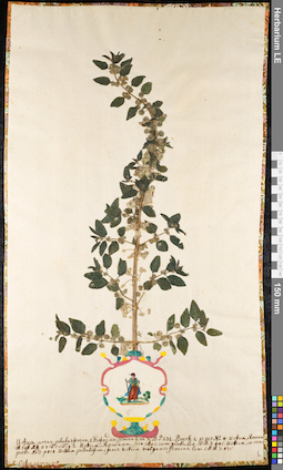 LE 01091148