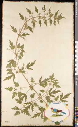 LE 01091151