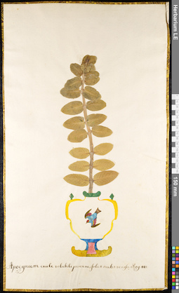 LE 01091176