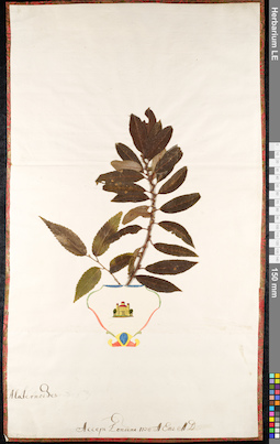 LE 01091204
