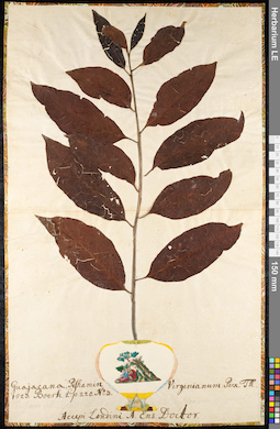 LE 01091216