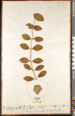 LE 01091218