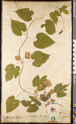 LE 01091424