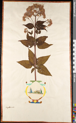 LE 01091428