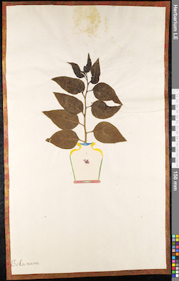 LE 01091466