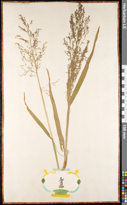 LE 01091508