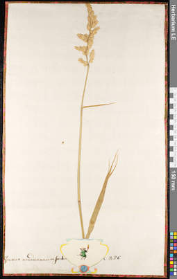 LE 01091511