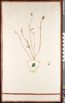 LE 01091512