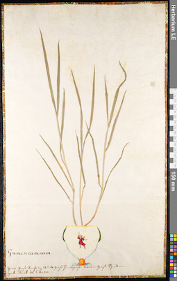 LE 01091513
