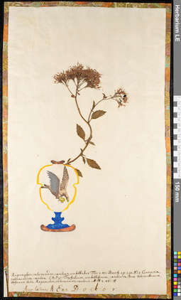 LE 01091524