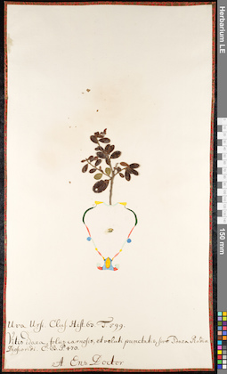 LE 01091582