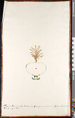 LE 01091585