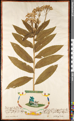 LE 01091635